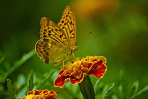 biodanza vlinder transformatie