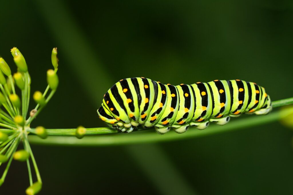 caterpillar 7434958 1920