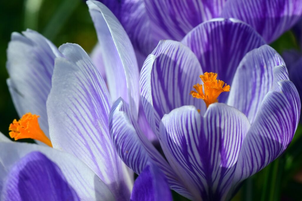 crocus biodanza vera